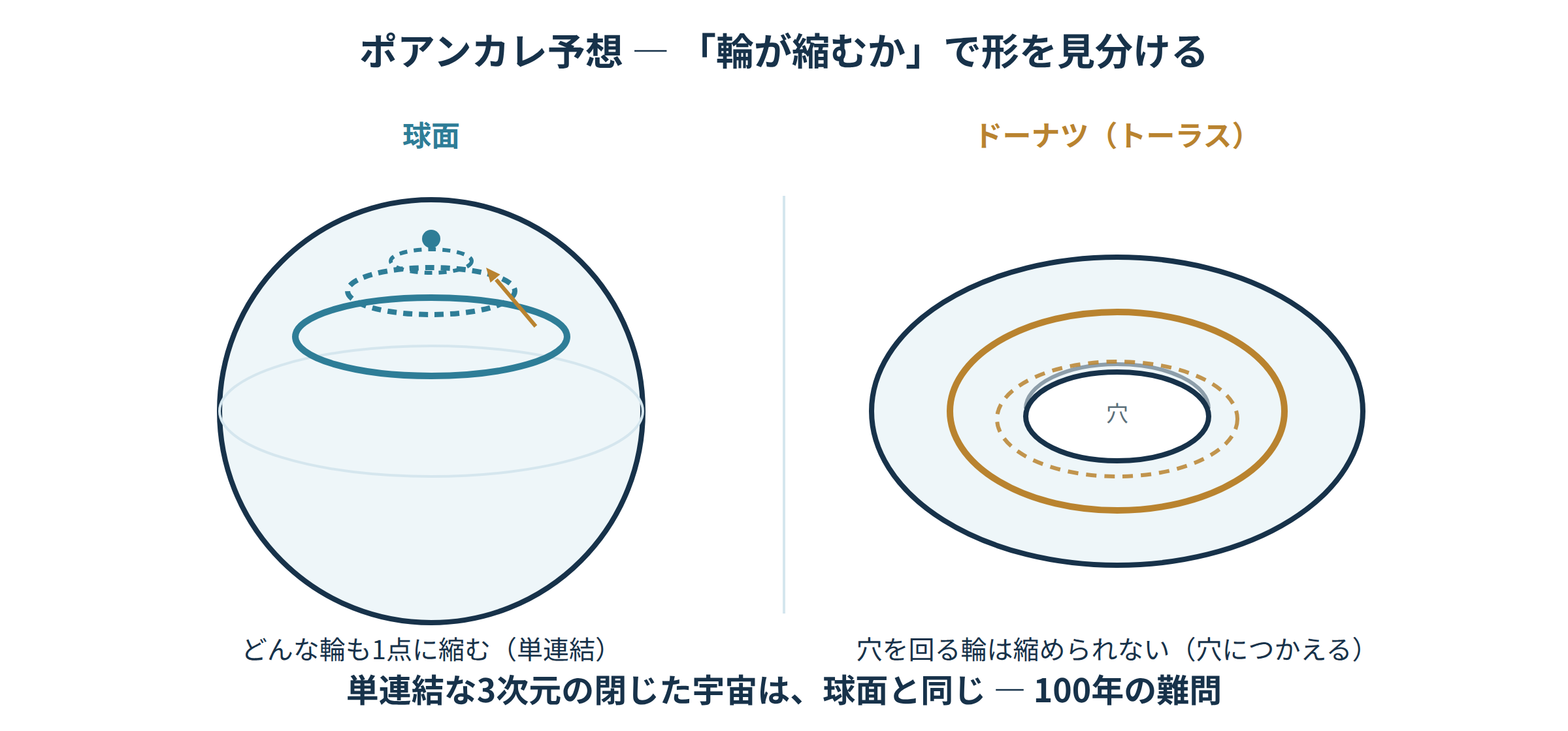 球面ではどんな輪も1点に縮むがトーラスでは穴を回る輪は縮まないことを示す図|ポアンカレ予想の学び直し講座