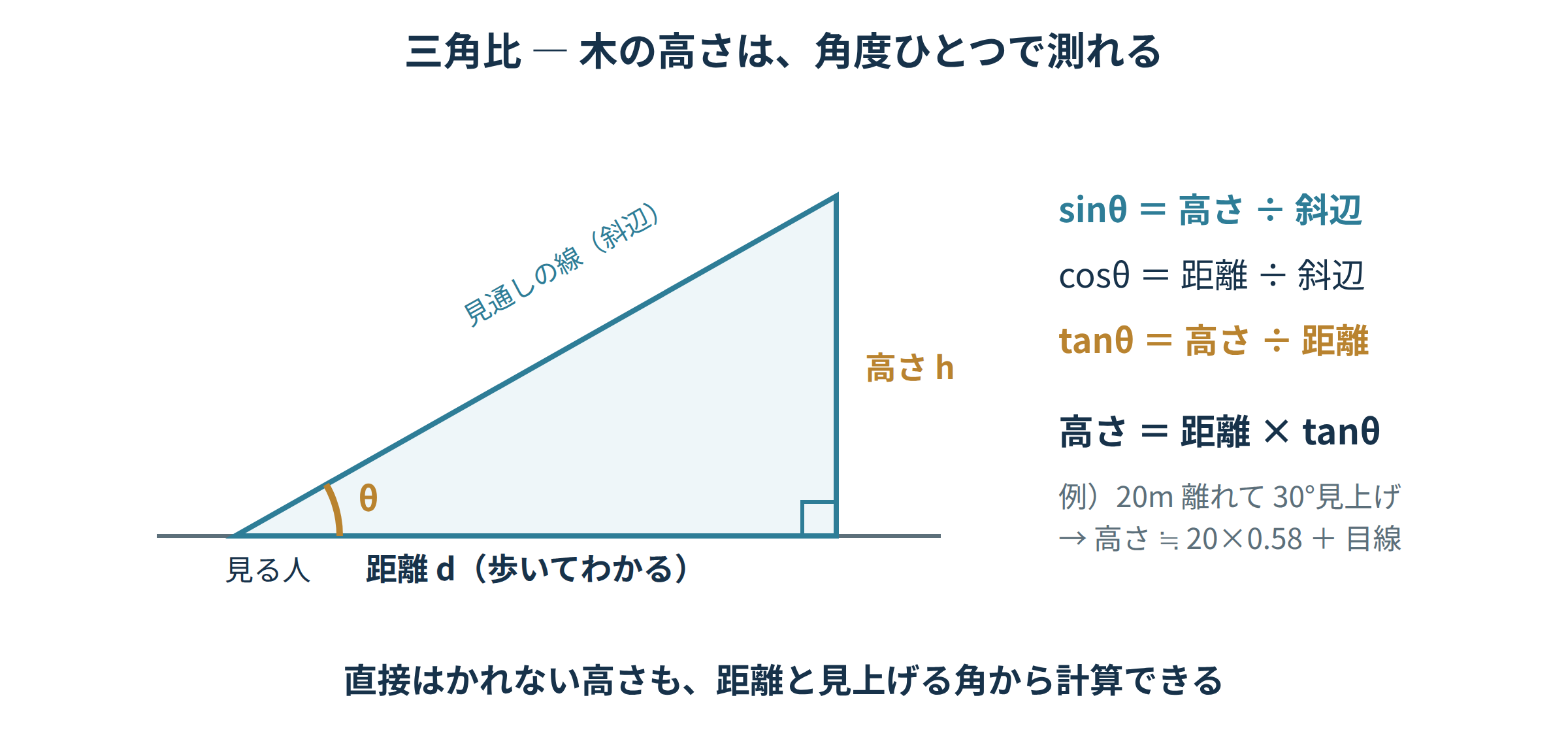三角比で木の高さを求める図（距離20mと仰角30°からtanで高さを計算）｜三角比の学び直し講座